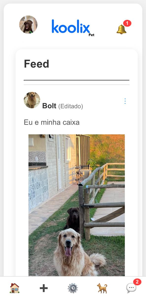 Feed da Comunidade Koolix com postagem do pet Bolt